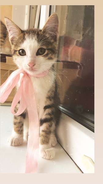 Котята в Томске фото 10