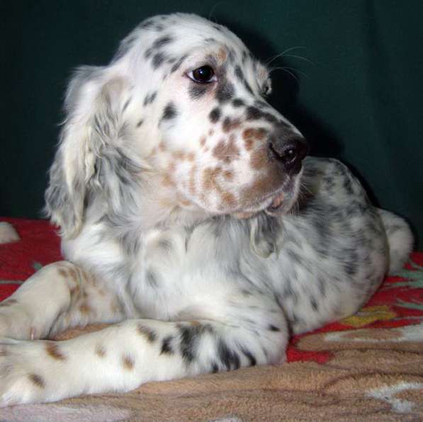 Английский сеттер щенки из элитного питомника в Москве фото 42