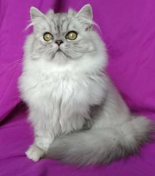 Шиншилла длинношерстная. Silver