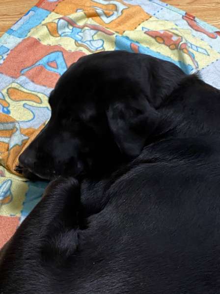 Лабрадор в добрые руки в Москве фото 4