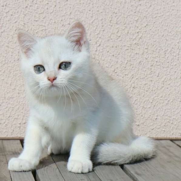 Шотландские котята в фото 10