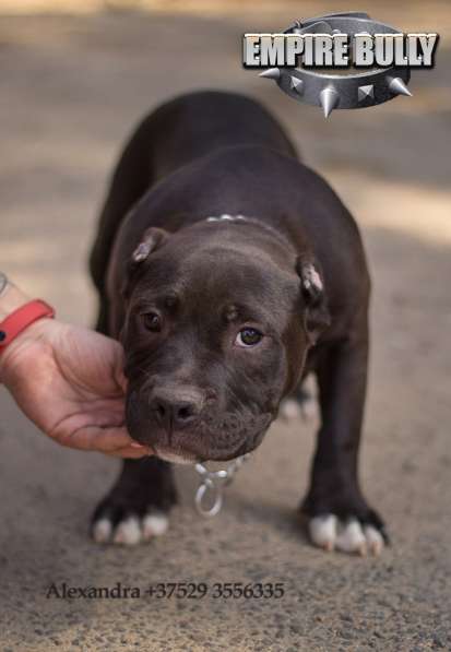 Американский булли. Щенки в фото 8
