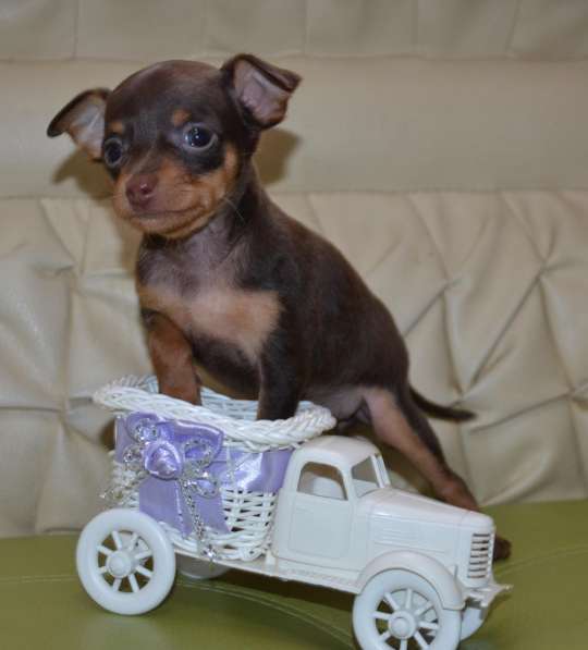 Очаровательные тойчики для души в Нижнем Новгороде фото 4