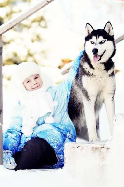 Щеночки хаски. черно-белые. голубоглазые и разноглазые