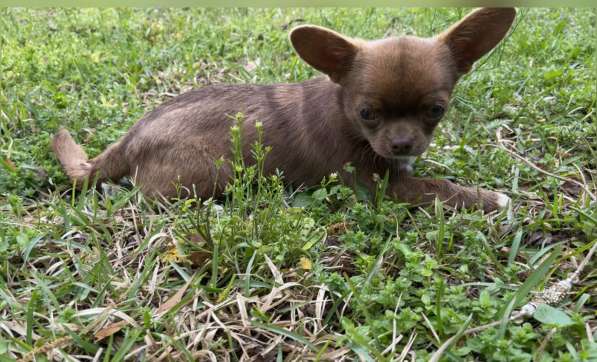 Chihuahua puppy в фото 6