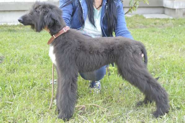 Молодой кобель афганской борзой в Чите фото 15