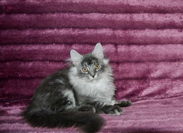 Свободны шикарные котята мэйн-куны редких окрасов в Москве фото 15