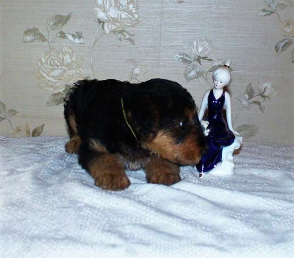 Щенки Эрдельтерьера в питомнике в Тюмени фото 10