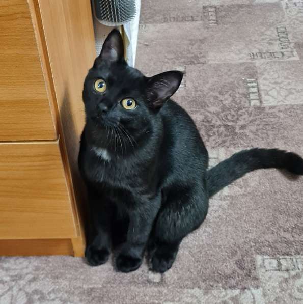 Очень красивый чёрный котёнок Уголёк в добрые руки
