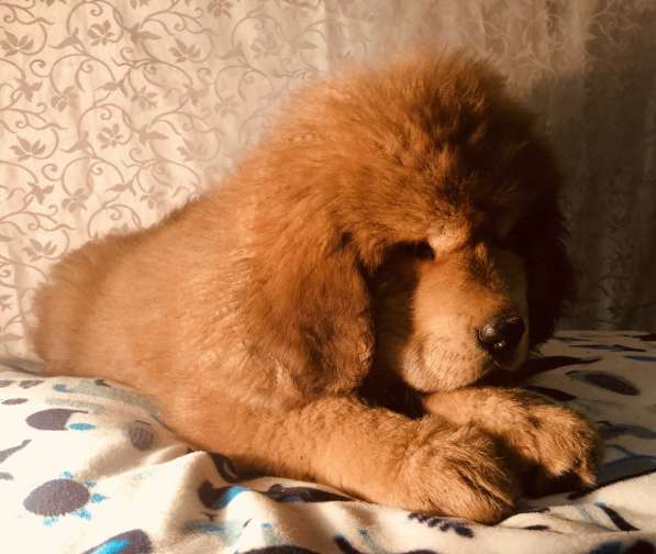 Тибетский мастиф щенки в Твери фото 14