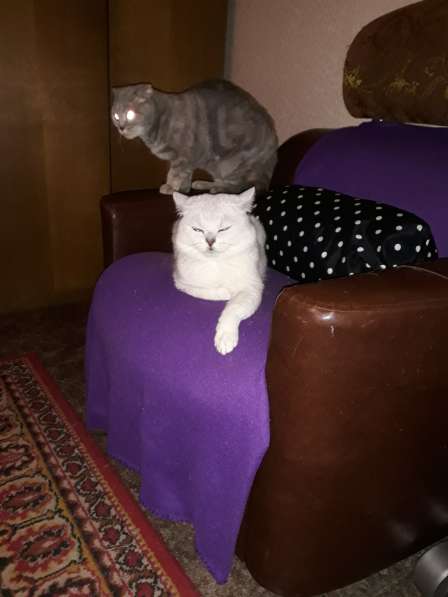 Шиншиловый кот на вязку в Екатеринбурге фото 5