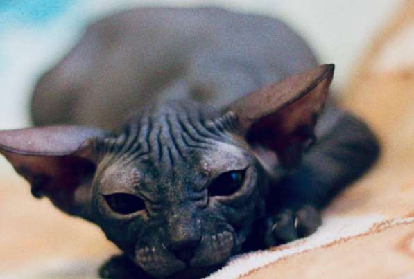 Канадский сфинкс