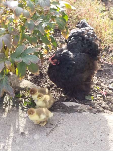 Яйца домашние куриные от кур без гормонов и антибиотиков в Ростове-на-Дону