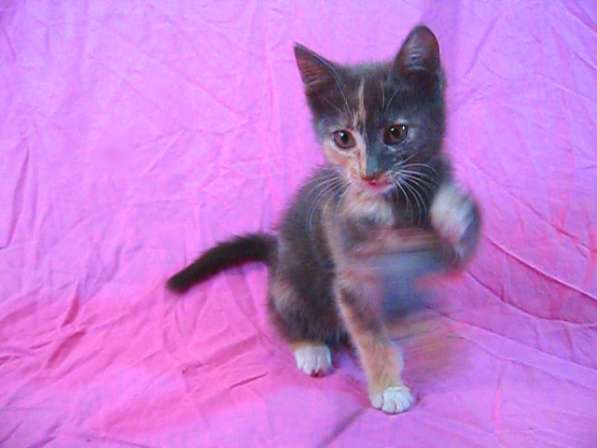 Европейская короткошерстная кошка (2,5 месяца)
