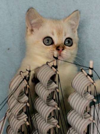 Антонио в Санкт-Петербурге