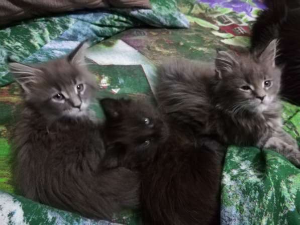 Котята породы Мейн-кун в Саратове фото 4