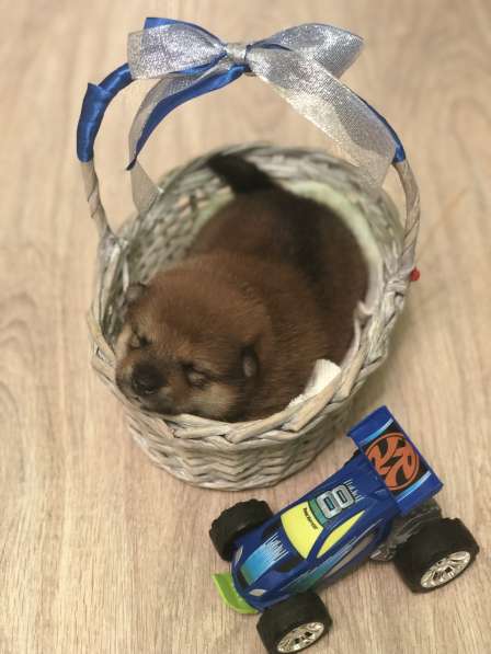 Продам щенков Сиба-ину в Красноярске фото 6