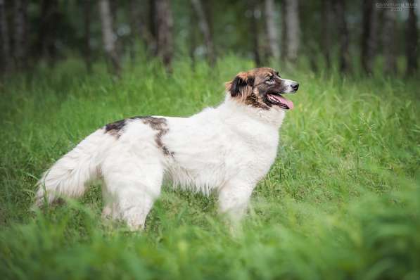 Пушистая красавица Электра ищет семью в Москве фото 12