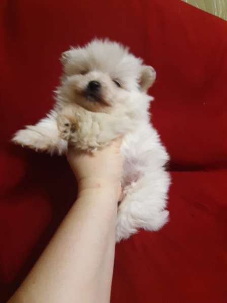 Шпиц мальчик в Москве фото 6