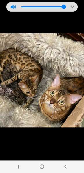 Бенгальские котята шикарного окраса в Казани фото 4