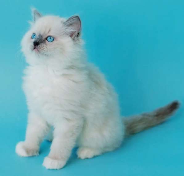 Рэгдолл котята в фото 11