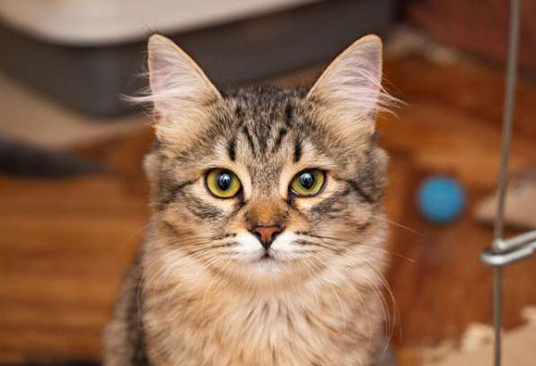 Полосатое очарование, домашний котенок-подросток Дафна в дар