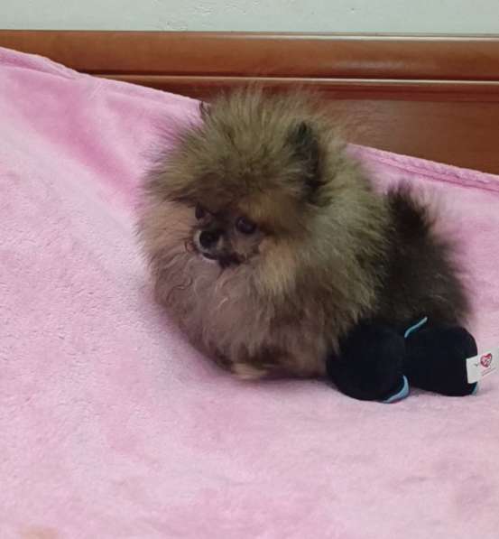 Pomeranian spitz. Micro mini boy в 