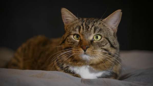 Вальяжный Боб в Москве фото 35