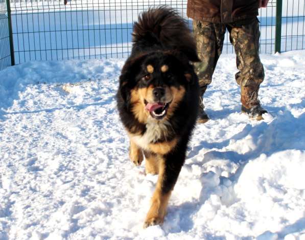 Тибетский мастиф - лучший страж на территории в Москве фото 123