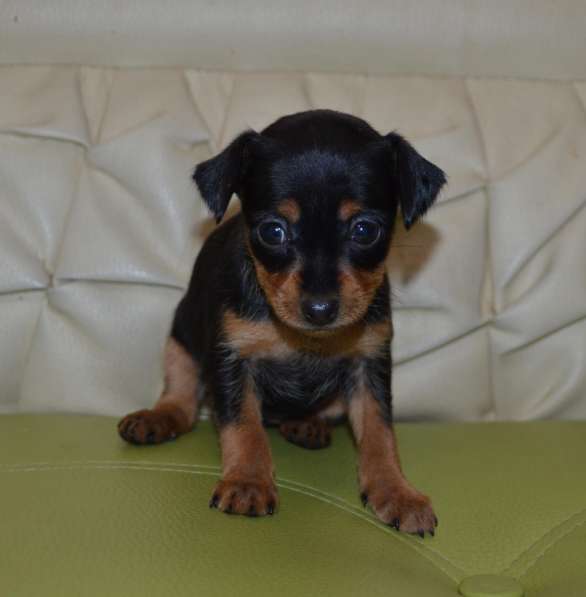 Очаровательные тойчики для души в Нижнем Новгороде фото 10