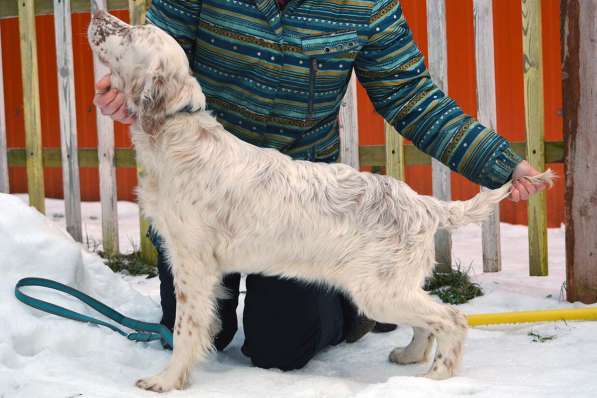 Английский сеттер щенки из элитного питомника в Москве фото 195