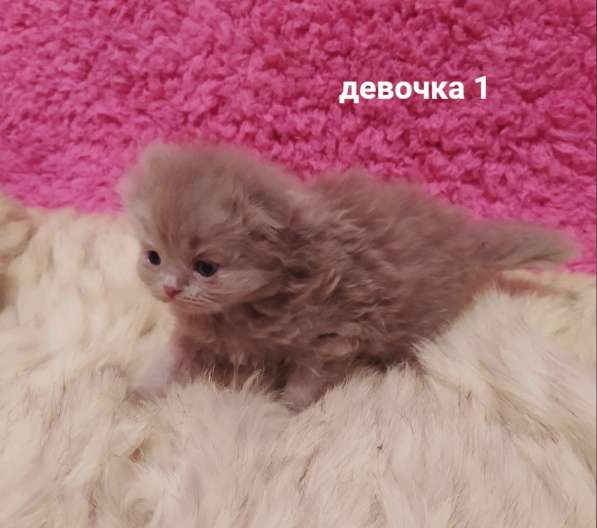 Котята вислоухие шотландские в Костроме