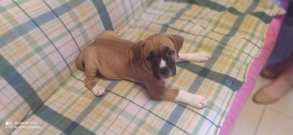 Стаффордширский терьер ДЕВОЧКА в Москве фото 12