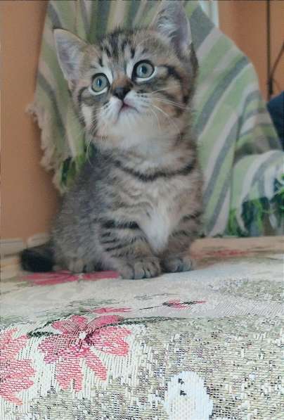 Mini gatitos munchkin в фото 6