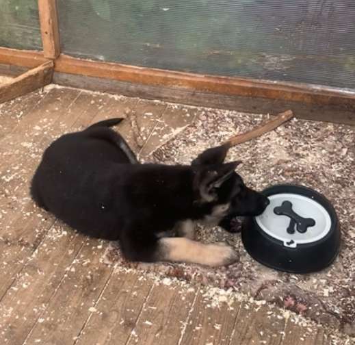 Щенки ВЕО с документами в Санкт-Петербурге фото 25