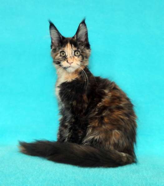 Кошечка мейн-кун из питомнника в Казани фото 21