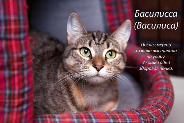 Застенчивая Басилисса мечтает о любящей семье в Москве фото 3