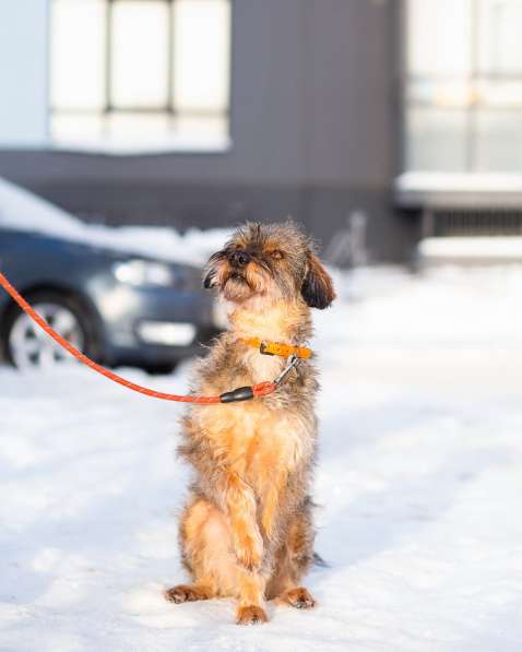 Редкой внешности собачка ищет дом в Санкт-Петербурге фото 9