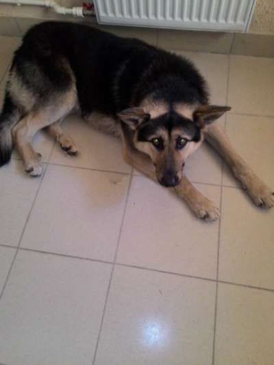 Отдам даром Прекрасный пес ищет дом в Санкт-Петербурге фото 3