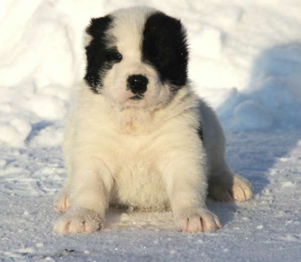 Среднеазиатская овчарка, щенки в Санкт-Петербурге фото 4