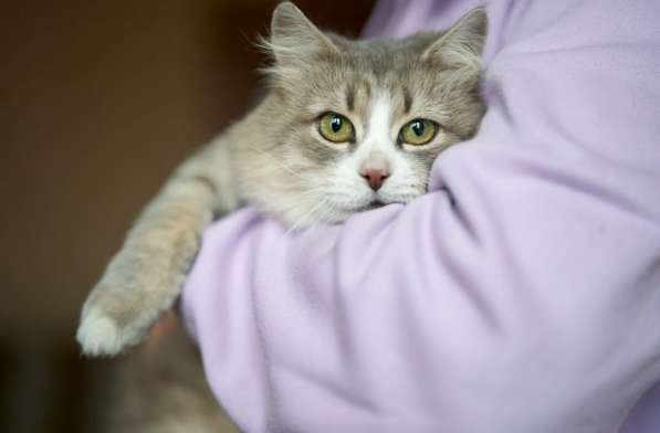 Красивая кошечка ищет семью в Москве