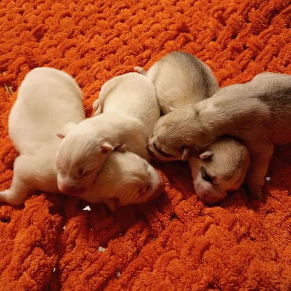 Открыта бронь на щенков хаски в Москве фото 28