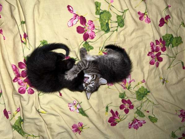 Котят в добрые руки, бесплатно в Ростове-на-Дону фото 3