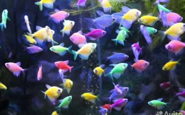 Аквариумные рыбки в Москве фото 7
