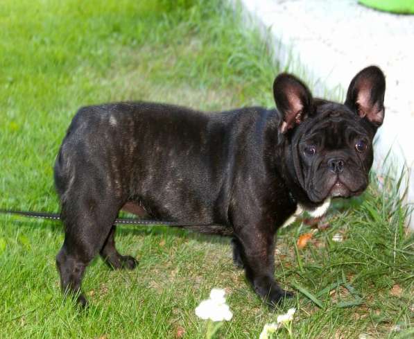 Подрощенные девочки (РКФ) в Москве фото 12