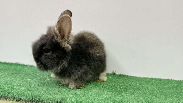 Декоративные кролики в 