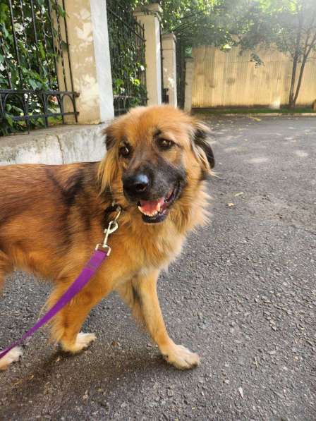 Пушистый рыжий пёс Миша в добрые руки в Москве фото 7