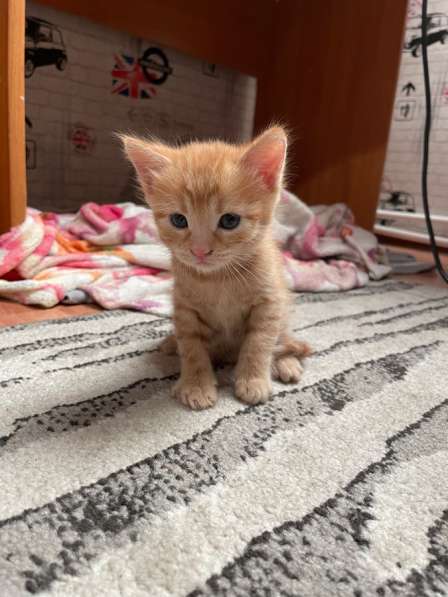 Отдам котенка в добрые руки