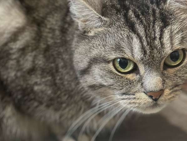 ⭐️Кошка породистая в добрые руки ⭐️