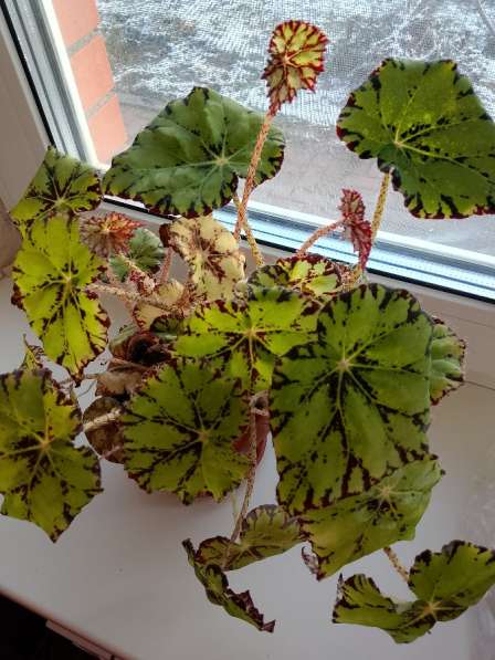 Домашние цветы в Рязани фото 3